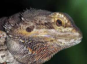 Agamas: Barbed Agama