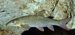Barbel: Barbel