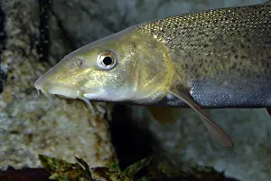 Barbel: Barbel