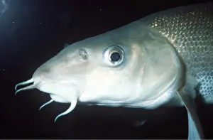 Barbel: Barbel fish - showing feelers around mouth