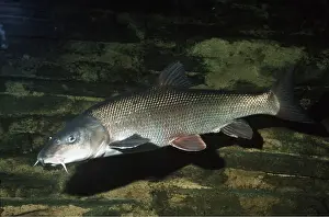 Barbel: BARBEL - FRESHWATER