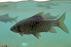 Barbel: Barbel - swimming underwater at Mzima Springs