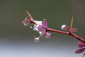Thorny: Barberry