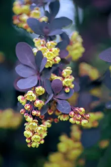 Barberry: Barberry