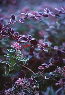Barberry: Barberry