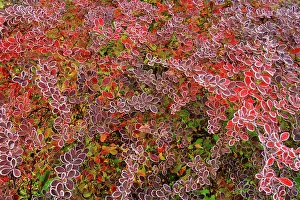 Barberry: Barberry - Berberis - autumn colour with frost on leaves