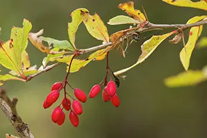 Berry: Barberry - in fruit in autumn