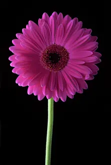 Jamesonii: Barberton daisy, Gerbera jamesonii, a magenta flower against