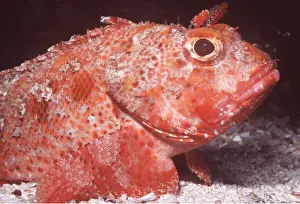 Textures: BARBFISH