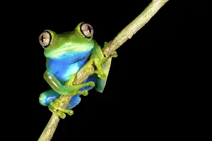 Michele Menegon: Barbour's Forest Tree Frog
