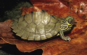 Emydidae: Barbour's Map Turtle