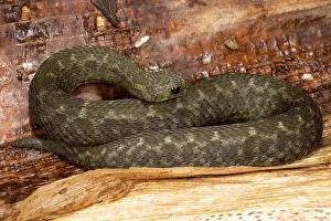 Barbouri: Barbour's Short Headed Viper