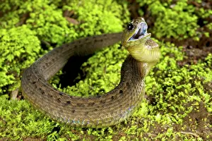 Michele Menegon: Barbour's Short-headed Viper