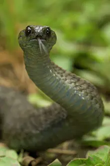 Scenting: Barbour's short headed Viper - head detail