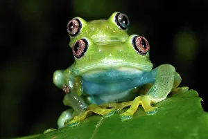 Leptopelis: Barbour's Tree Frog - couple mating