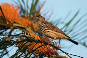 31517: Barbreasted Honeyeater Perched in a grevillea in woodl