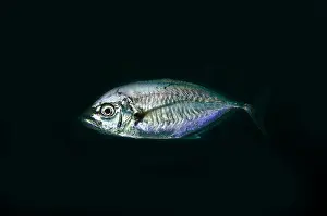 Jack: Barcheek Trevally - Coral Garden dive site, Tulamben