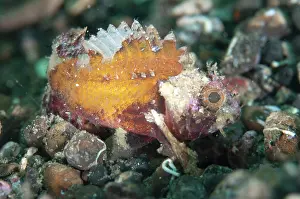Sting: Barchin Scorpionfish