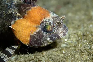 Painful: Barchin Scorpionfish on black sand
