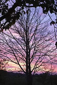 250417: Bare branches of Chestnut Tree and sunset, Norfolk UK