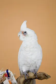 Cacatua: Bare-eyed Cockatoo