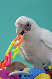 Cockatoo: Bare-eyed Cockatoo