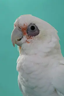 Cockatoo: Bare-eyed Cockatoo