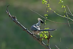 Personata: Bare-faced Go Away Bird