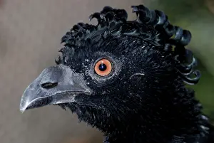 Crax: Bare-Faced Curassow