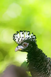 Crax: Bare-faced Curassow