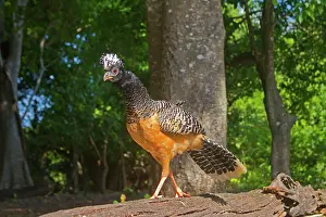 Crax: Bare-faced Curassow