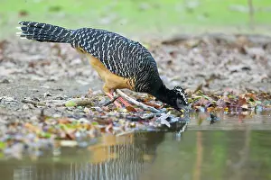 Crax: Bare-faced Curassow