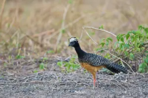 Bare: Bare-faced Curassow