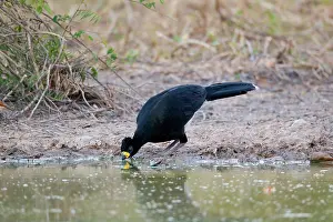 Bare: Bare-faced Curassow