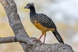 Crax: Bare-faced Curassow (Crax fasciolata) female pe