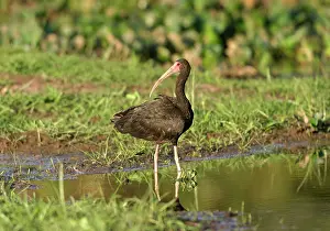 Infuscatus: Bare-faced Ibis