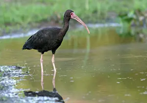 Infuscatus: Bare-faced Ibis