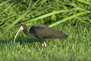 Uruguay: Bare-faced Ibis