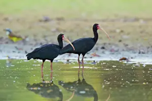 Infuscatus: Bare-faced Ibis