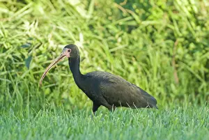 Infuscatus: Bare-Faced Ibis