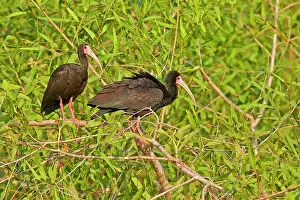 Infuscatus: Bare-faced Ibis couple perched on a bush Pantanal