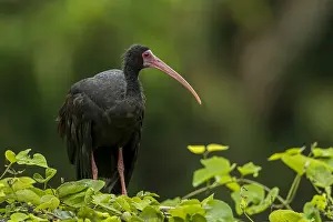 Ibis: Bare-faced Ibis / Whispering Ibis (Phimosus infuscatus)