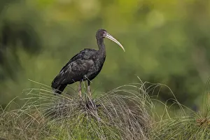 Ibis: Bare-faced Ibis / Whispering Ibis (Phimosus infuscatus)