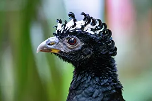 Bare: Bare-faced shokko (Crax fasciolata) Pantanal Brazil
