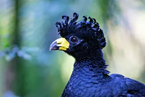 Bare: Bare-faced shokko (Crax fasciolata) Pantanal Brazil