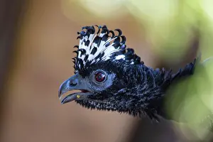 Bare: Bare-faced shokko (Crax fasciolata) Pantanal Brazil