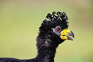 Bare: Bare-faced shokko (Crax fasciolata) Pantanal Brazil