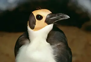 Mouths: Bare-headed / Yellow-headed ROCKFOWL / Picathartes