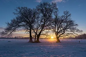 Oldenburger: Bare oak trees in winter at sunrise, Elsten, Oldenburger