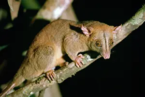 Bare: Bare-tailed Woolly Opossum - at night night in rainforest